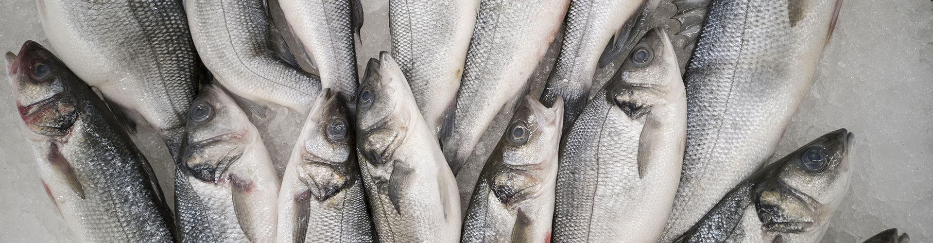 Valle Roberto : commercio di prodotti ittici per la ristorazione